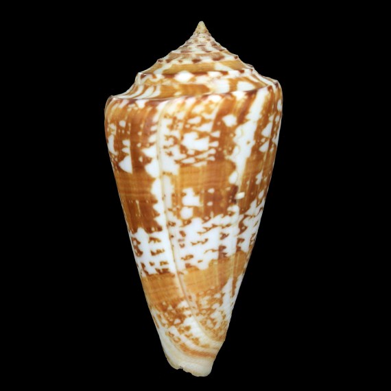 amadis castaneofasciatus 87,3mm