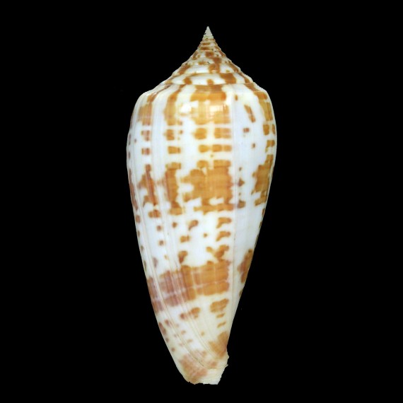 lynceus 77,2mm SOLOMON