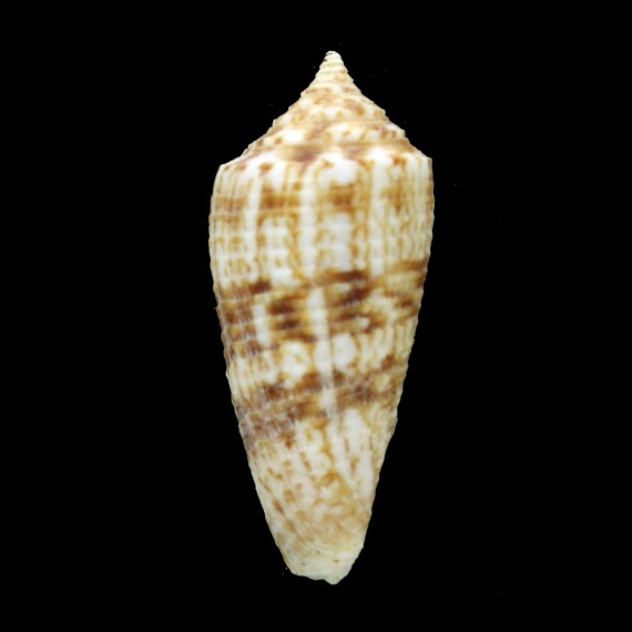 indomaris 49,1mm