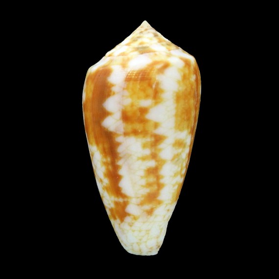 victoriae 46,1mm