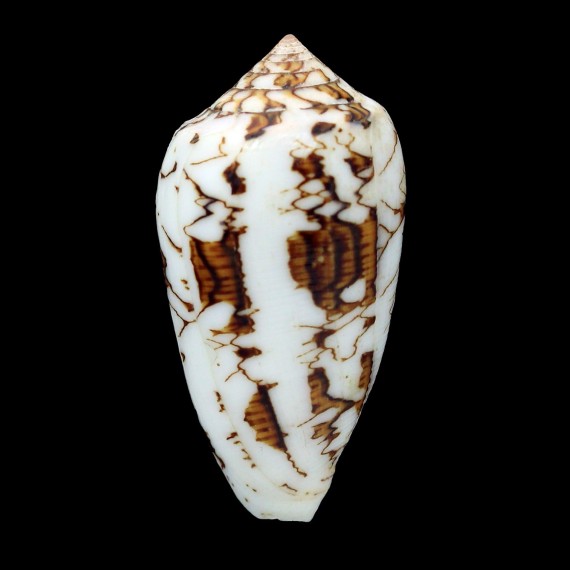 textile verricula 53,5mm SOLOMON