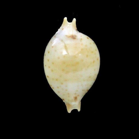 cicercula takahashii