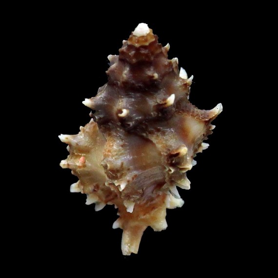 caledonicus 24,3mm
