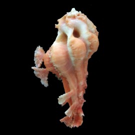 pele 39,4mm