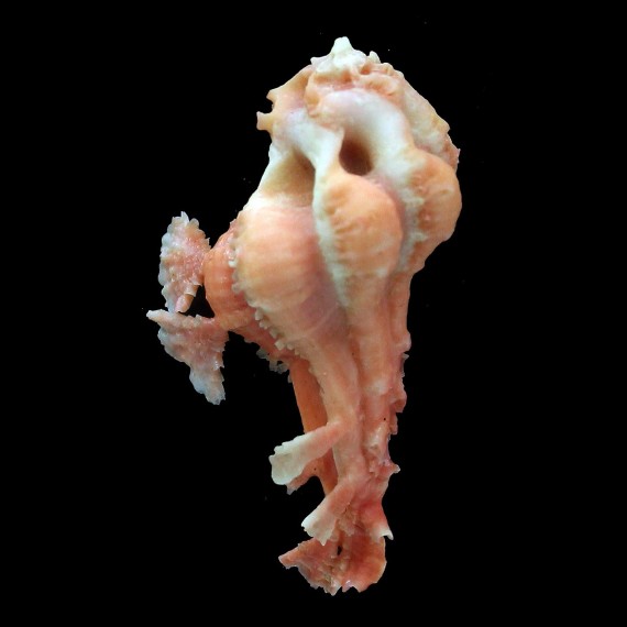 pele 39,4mm