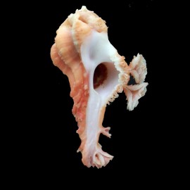 pele 39,4mm