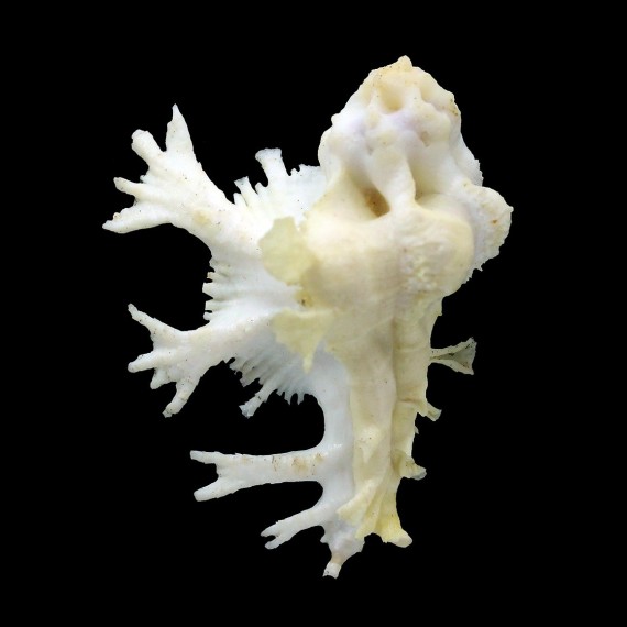 pele 50,2mm