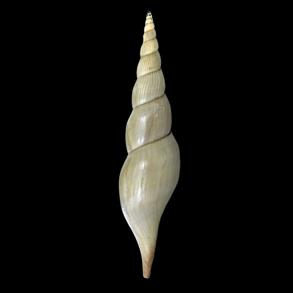 tibiaeforme johnsoni 126,0mm