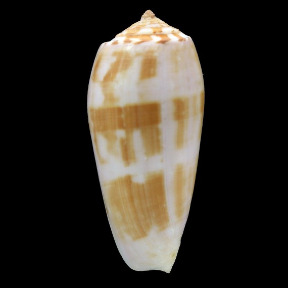 floridus 72,4mm