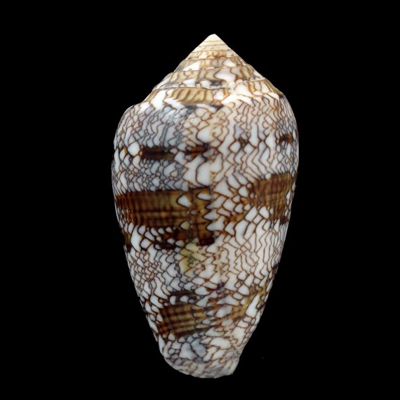 archieposcopus 47,0mm