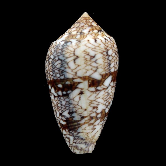 archiepiscopus 50,6mm