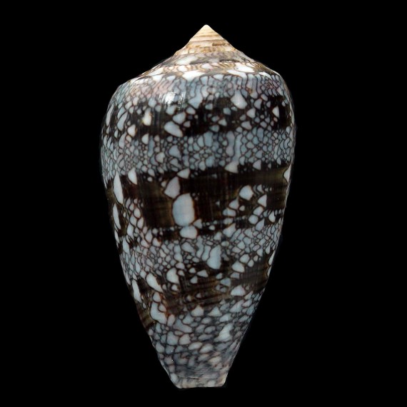 archiepiscopus 46,8mm