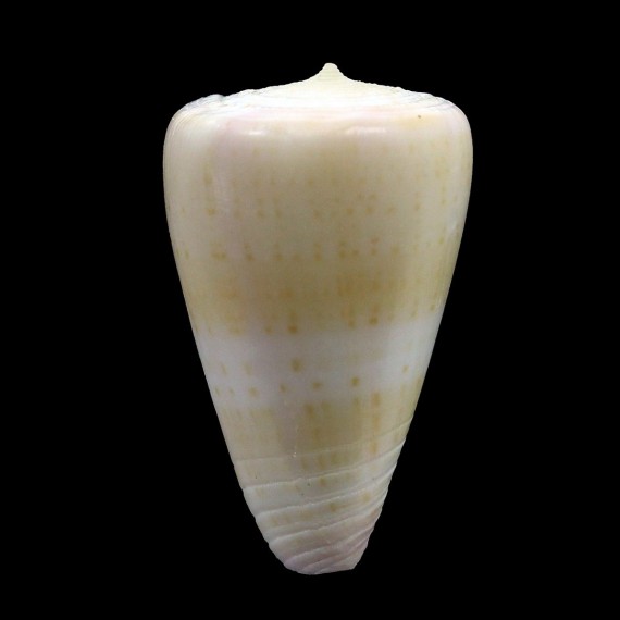 suturatus 35,1mm