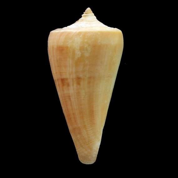 daucus 48,8mm GUADELOUPE