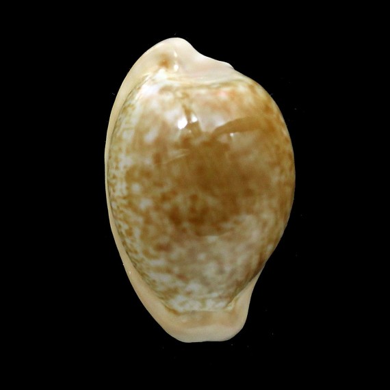 fuscorubra 32,2mm