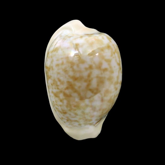 fuscorubra 35,3mm BIG