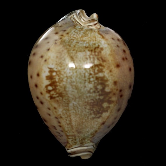 valentia 92,0mm GREAT SPECIMEN