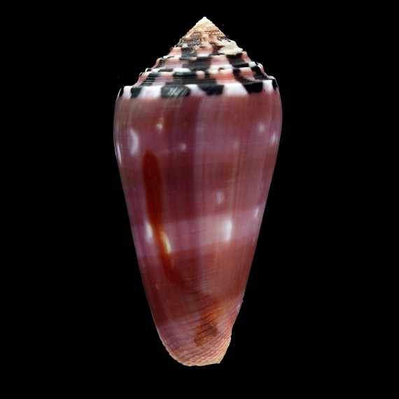 gauguini 63,0mm SPLENDID