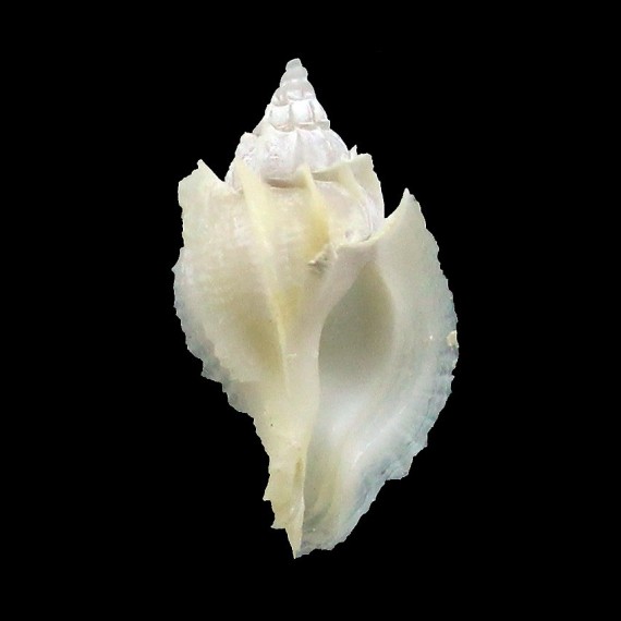 poppei 18,0mm RARE