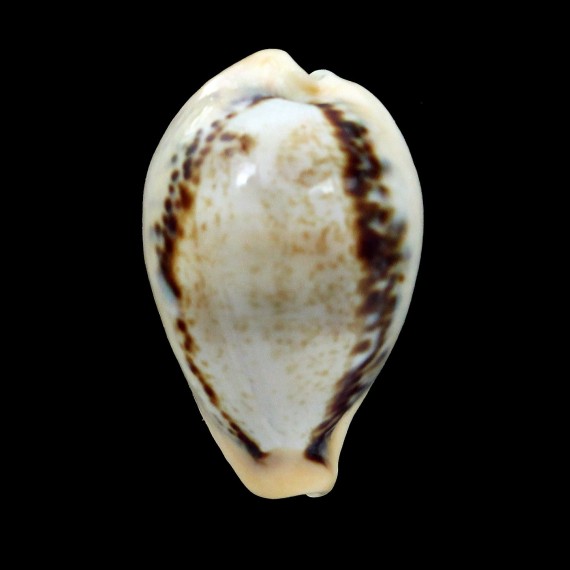 hungerfordi 33,8mm