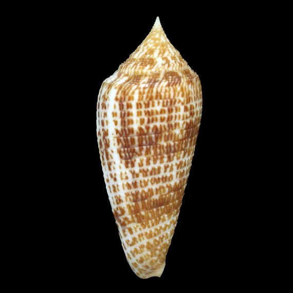 armadillo 72,1mm