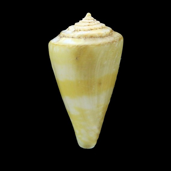 pictus 40,2mm YELLOW