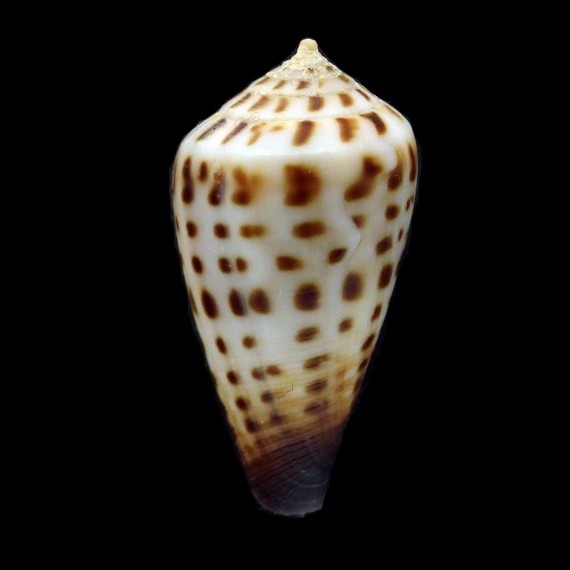 bairstowi 34,8mm