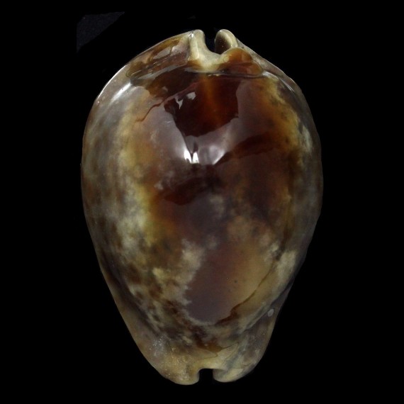 stercoraria 78,8mm