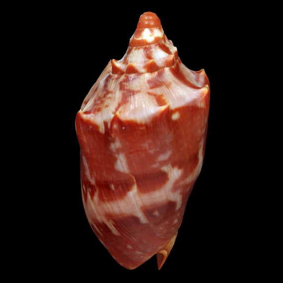 aulica 118,0mm