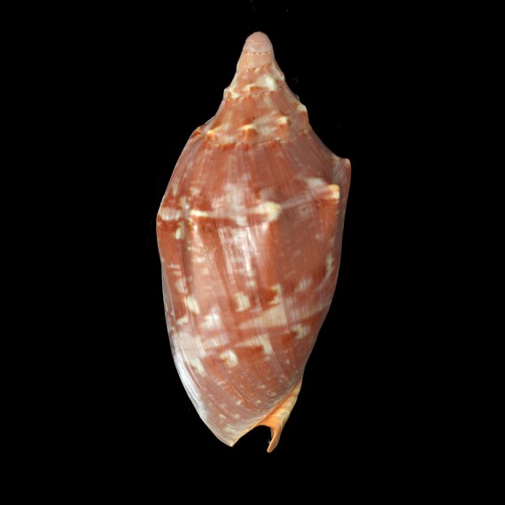 aulica 151,8mm BIG