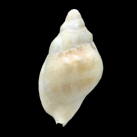 bassi 35,1mm RARE