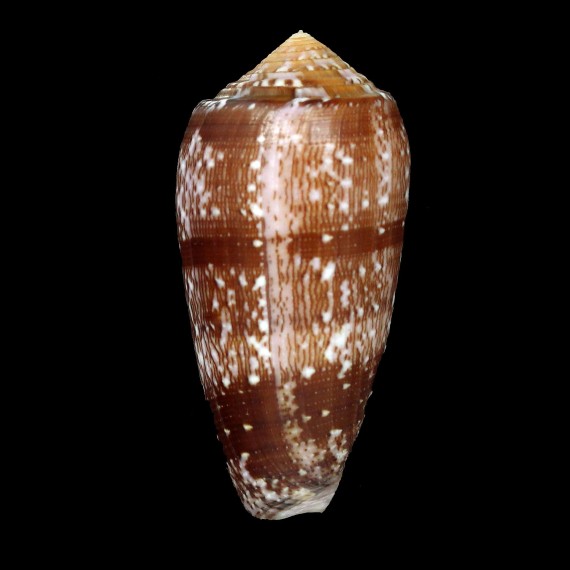 floccatus 63,0mm SOLOMON
