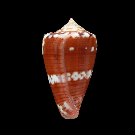 mauricioi 28,4mm BIG
