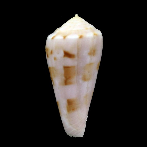 bruunii 36,4mm RARE