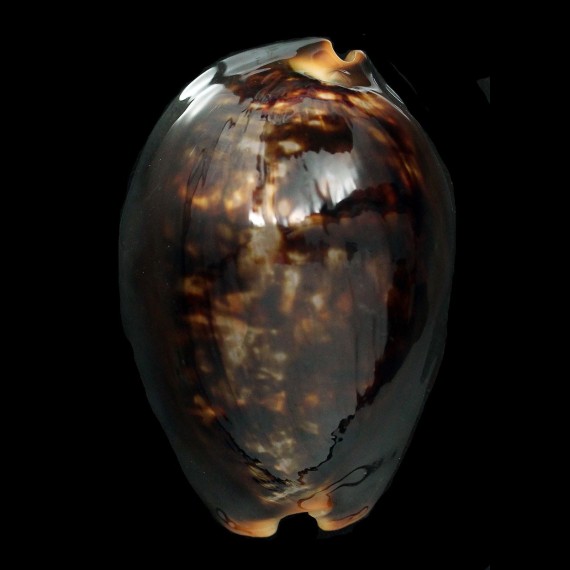 mauritiana 86,8mm ROSTRATE