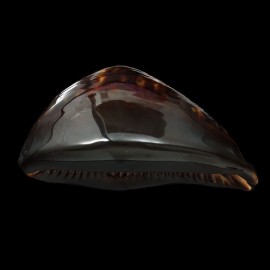 mauritiana 86,8mm ROSTRATE