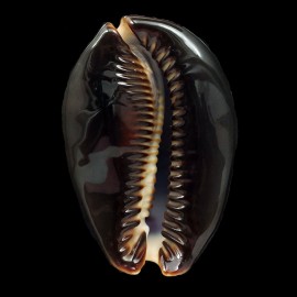 mauritiana 86,8mm ROSTRATE