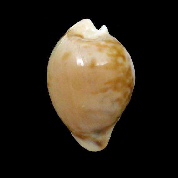 connelli 29,0mm RARE