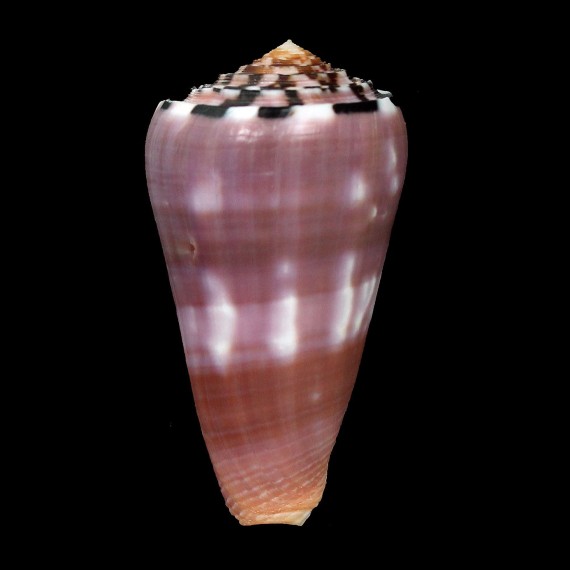 gauguini 60,5mm