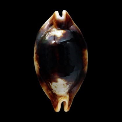 stolida 38,8mm NIGER SUPERB