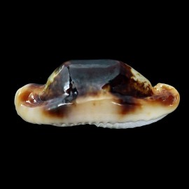 stolida 38,8mm NIGER SUPERB
