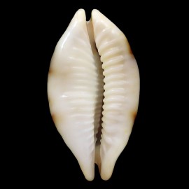 stolida 38,8mm NIGER SUPERB