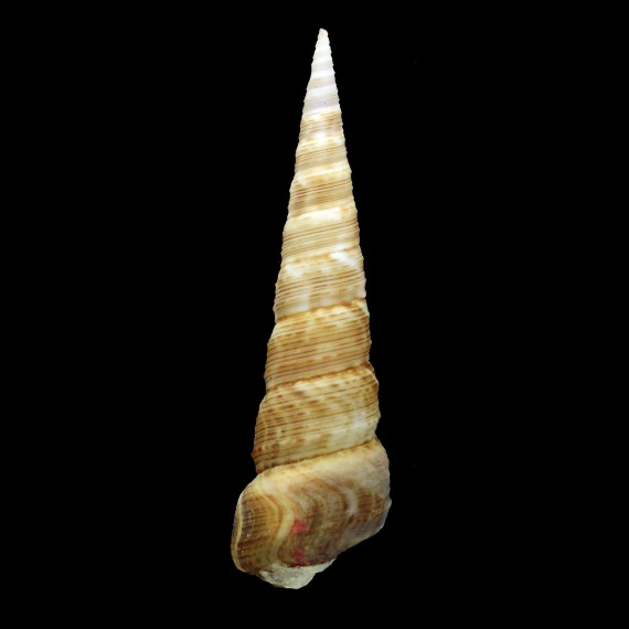 roseus 61,7mm