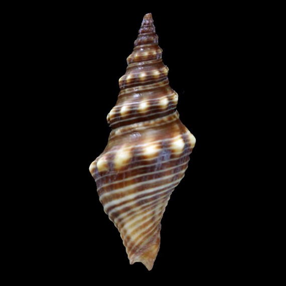 opistthochetos 36,0mm BIG