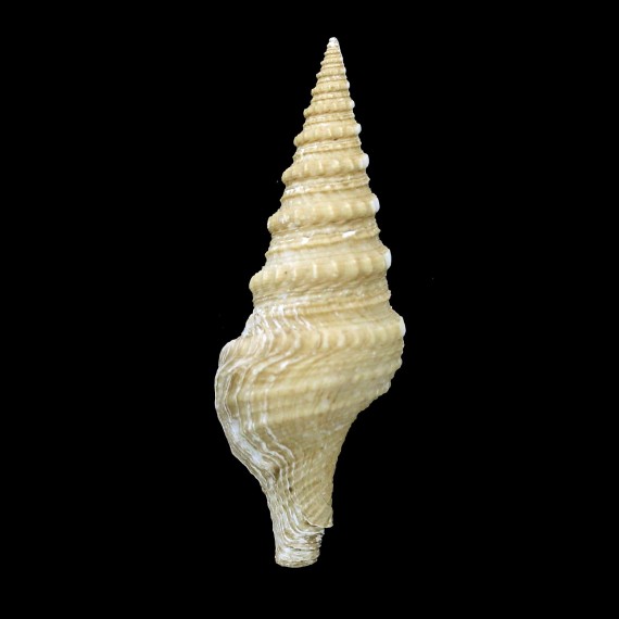 timorensis teschi 54,6mm BIG