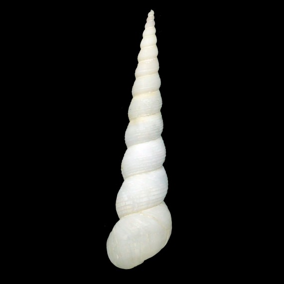 ungulina 74,8mm ALBINO