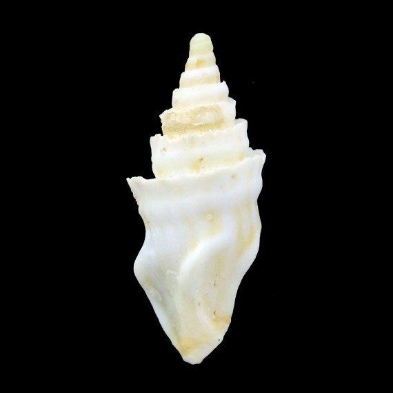 elstoni 31,4mm
