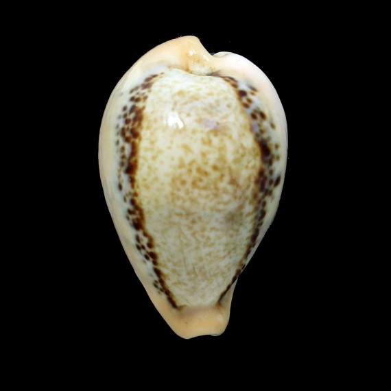 hungerfordi 41,6mm BIG
