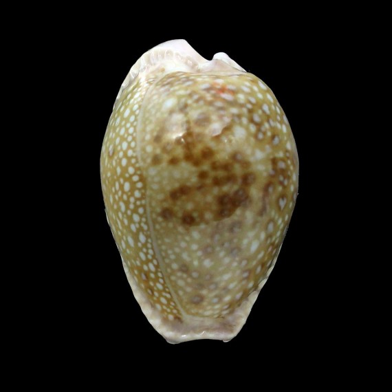 marginalis 31,4mm SUPERB