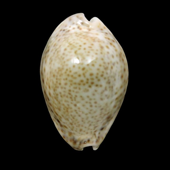 turdus winkworthi 49,2mm